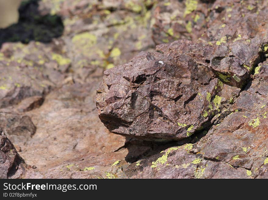 Rock Turtle