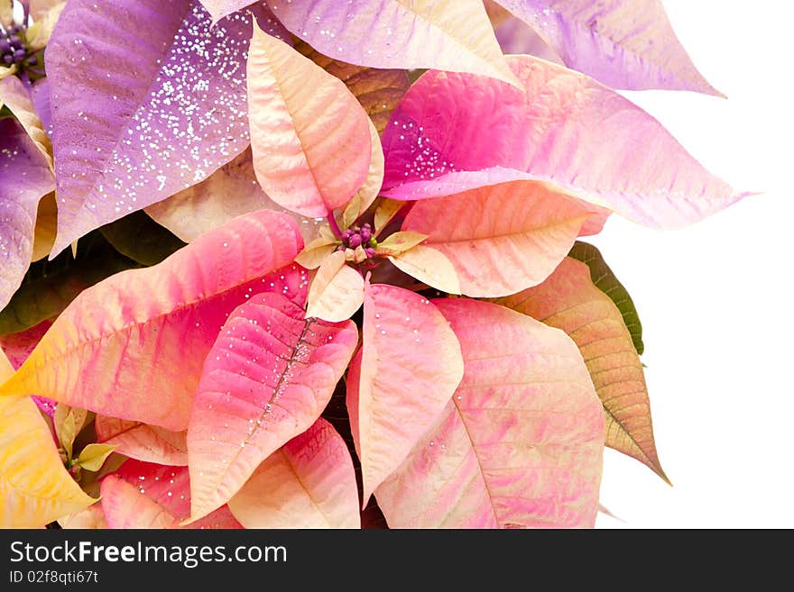 Poinsettia