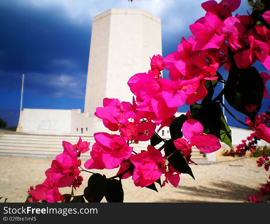 Bouganvillea in the italian war cemetry of el alamein