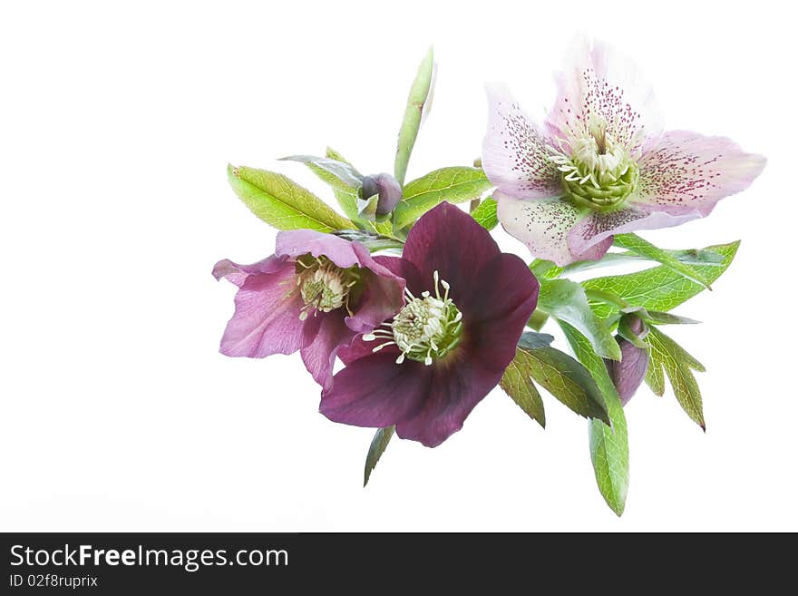 An arrangement of Easter Roses or Pasque Flowers isolated in the studio. An arrangement of Easter Roses or Pasque Flowers isolated in the studio