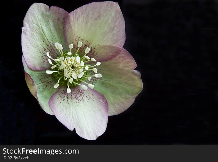 An Easter Rose or Pasque Flower isolated in the studio. An Easter Rose or Pasque Flower isolated in the studio