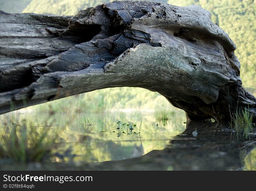 Driftwood and grass reflected in the water.