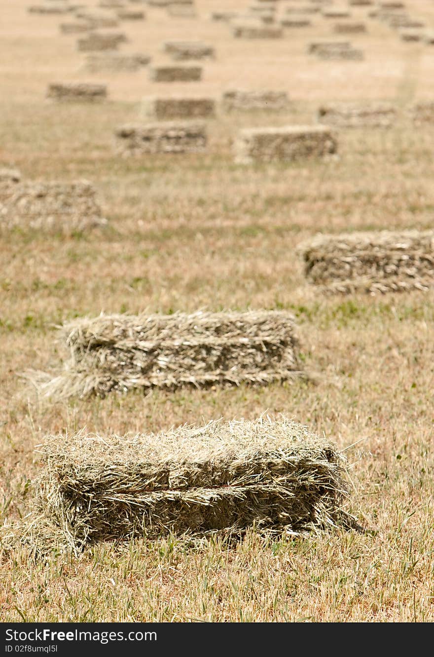 Haystacks after harvest in the field