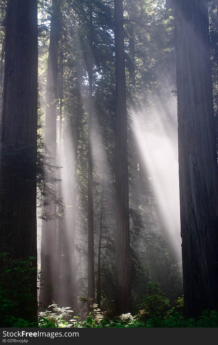 Sunbeams through the trees in a lush forest. Sunbeams through the trees in a lush forest