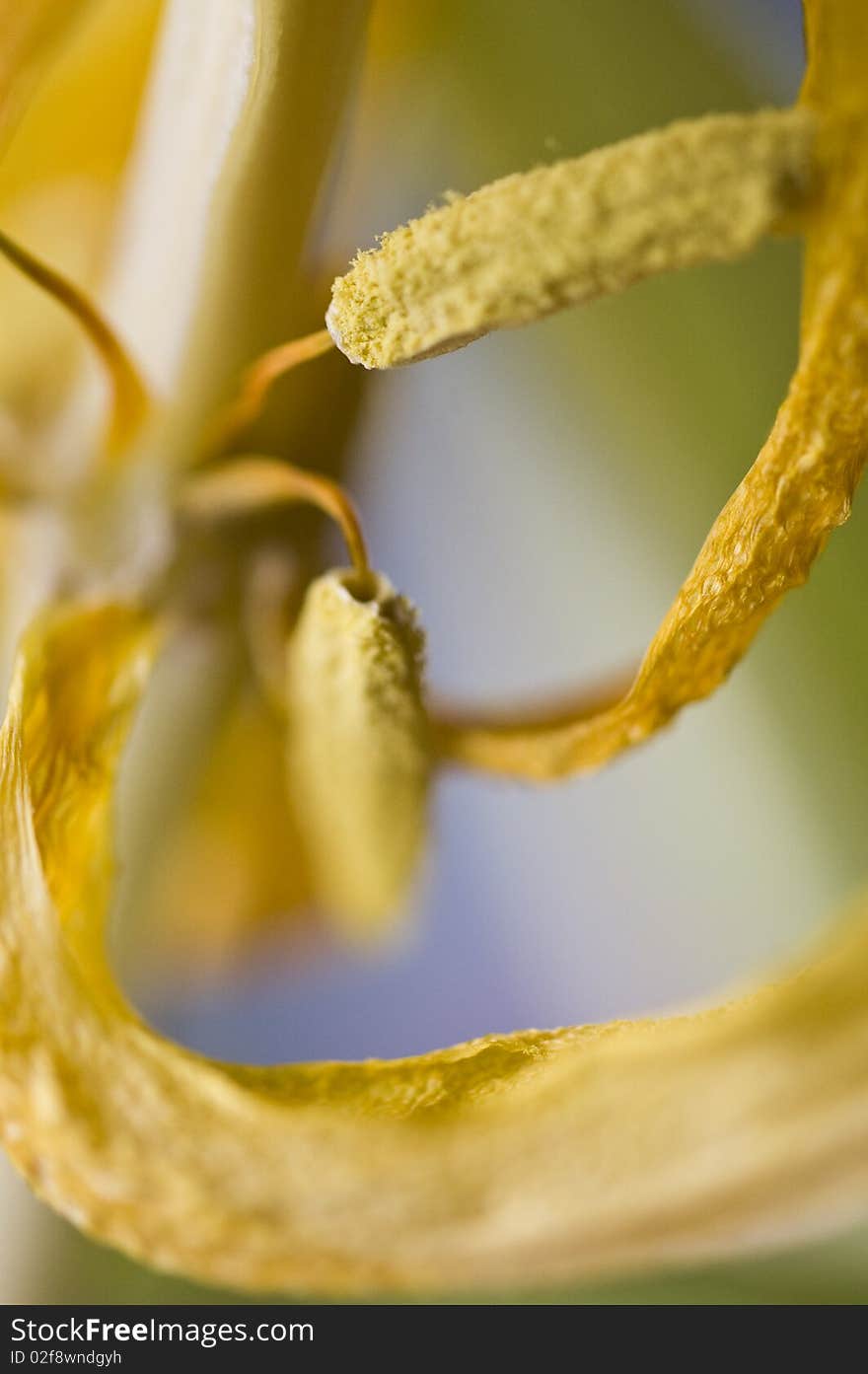 Withered color yellow tulip flower