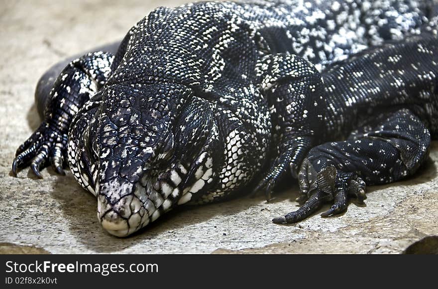 Big argentinian teju. Latin name - Tupinambis merianae. Big argentinian teju. Latin name - Tupinambis merianae