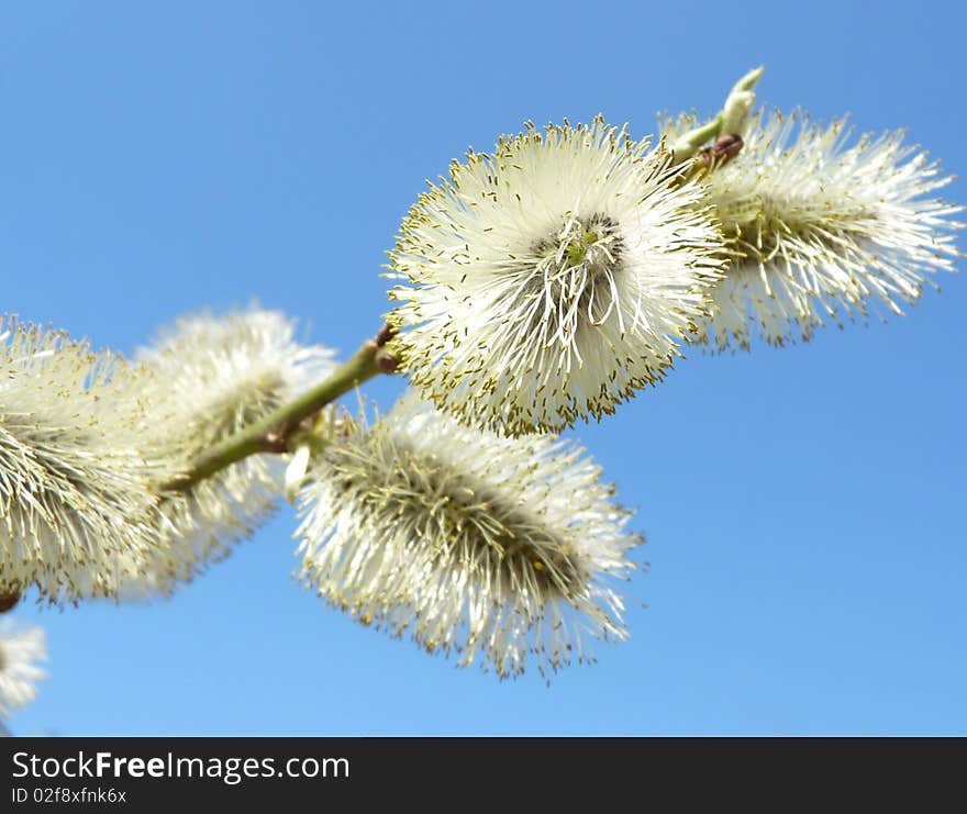 Spring tenderness