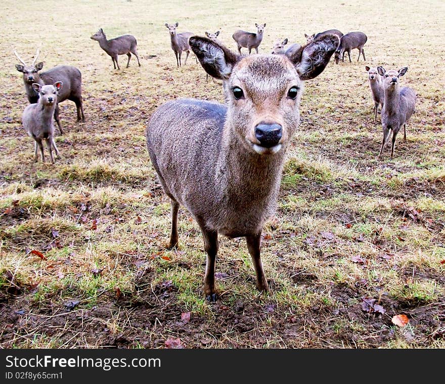 Friendly Deer captive in early spring