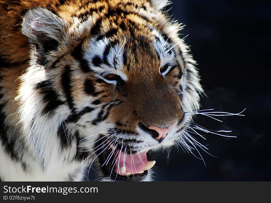 The tiger lies on a branch in an ambush