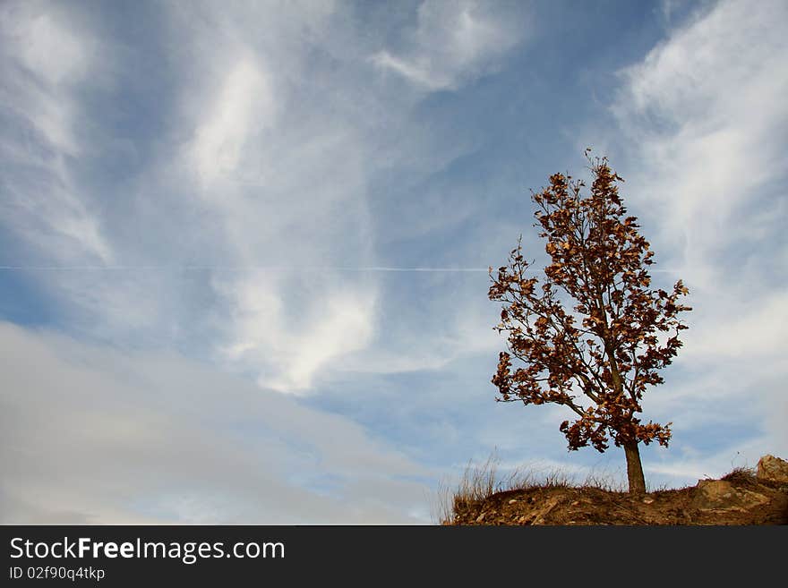 Tree On Rock