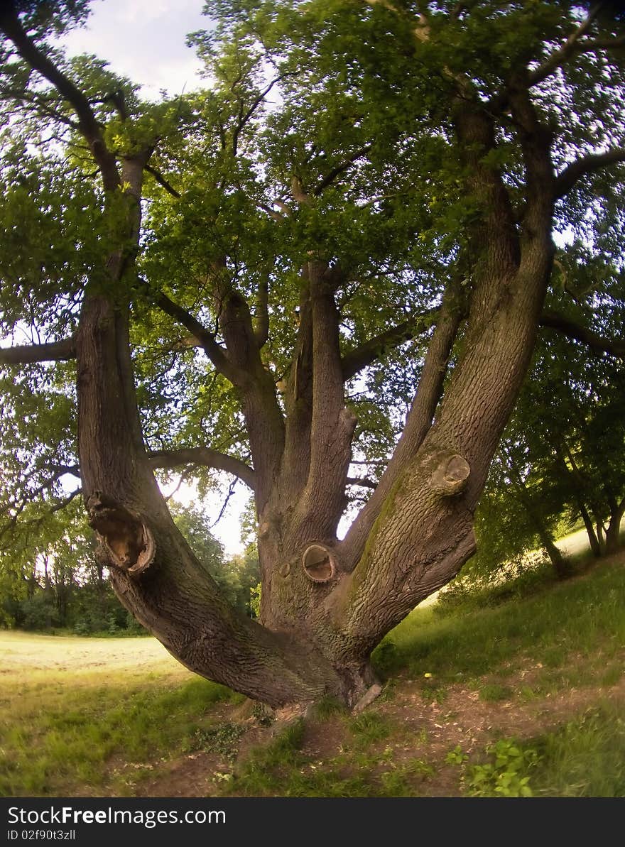 Tree In The Park