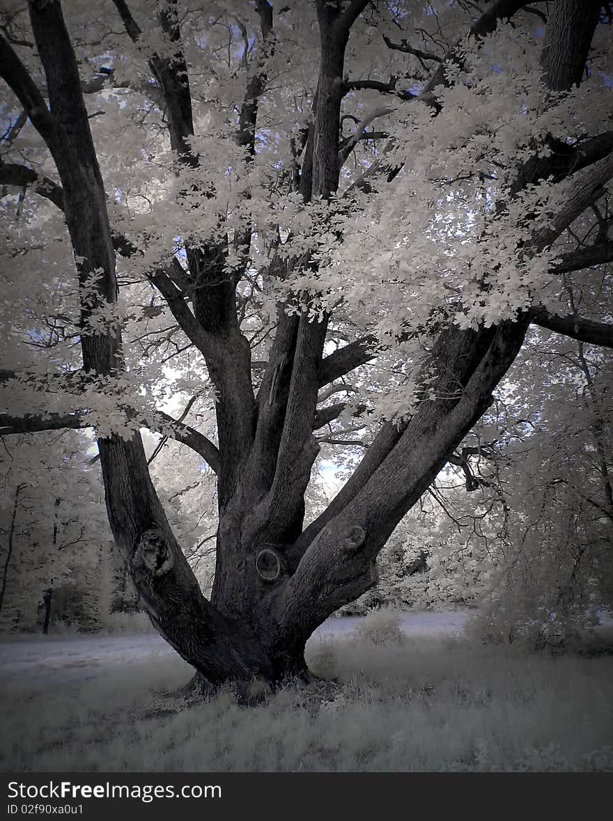 Old Tree Winter