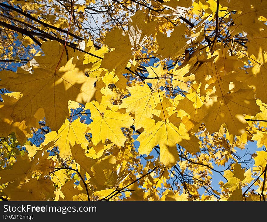 Yellow and orange autumn foliage in the park