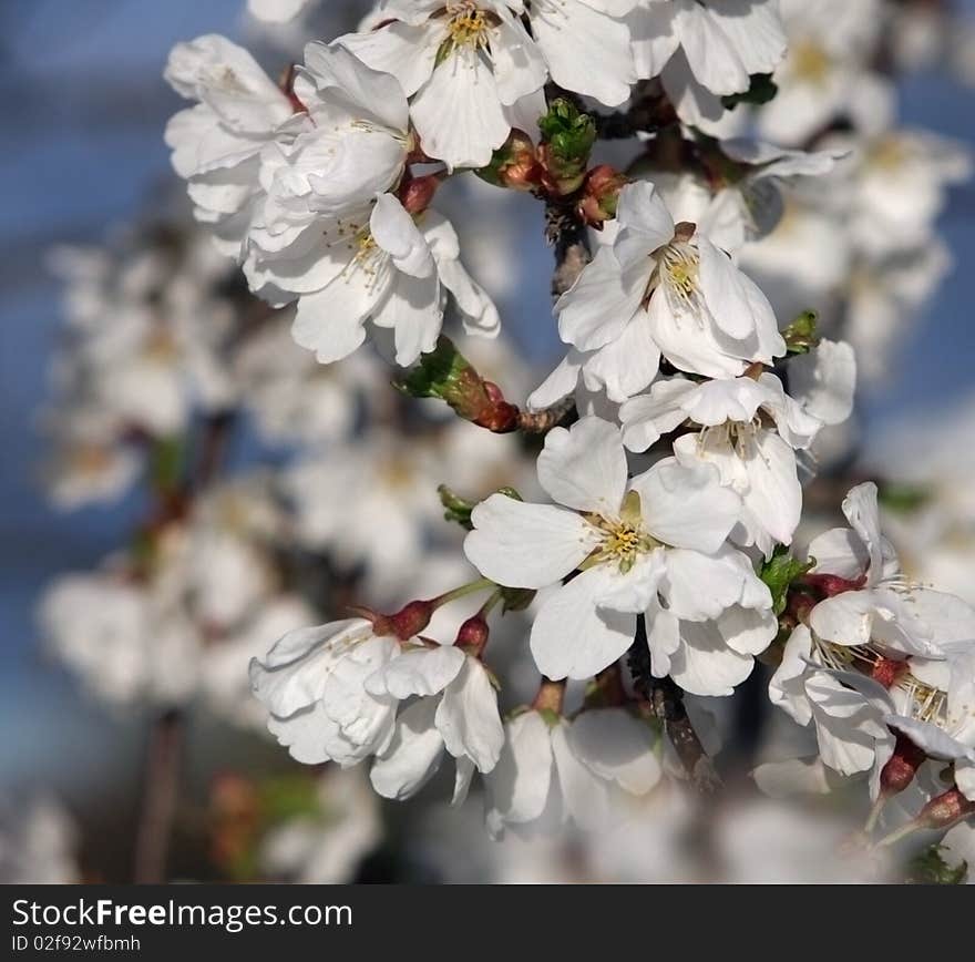 White spring fruit tree flowres. White spring fruit tree flowres