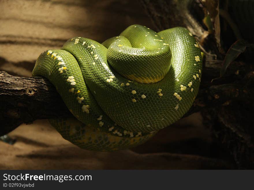 Green snake on the branch