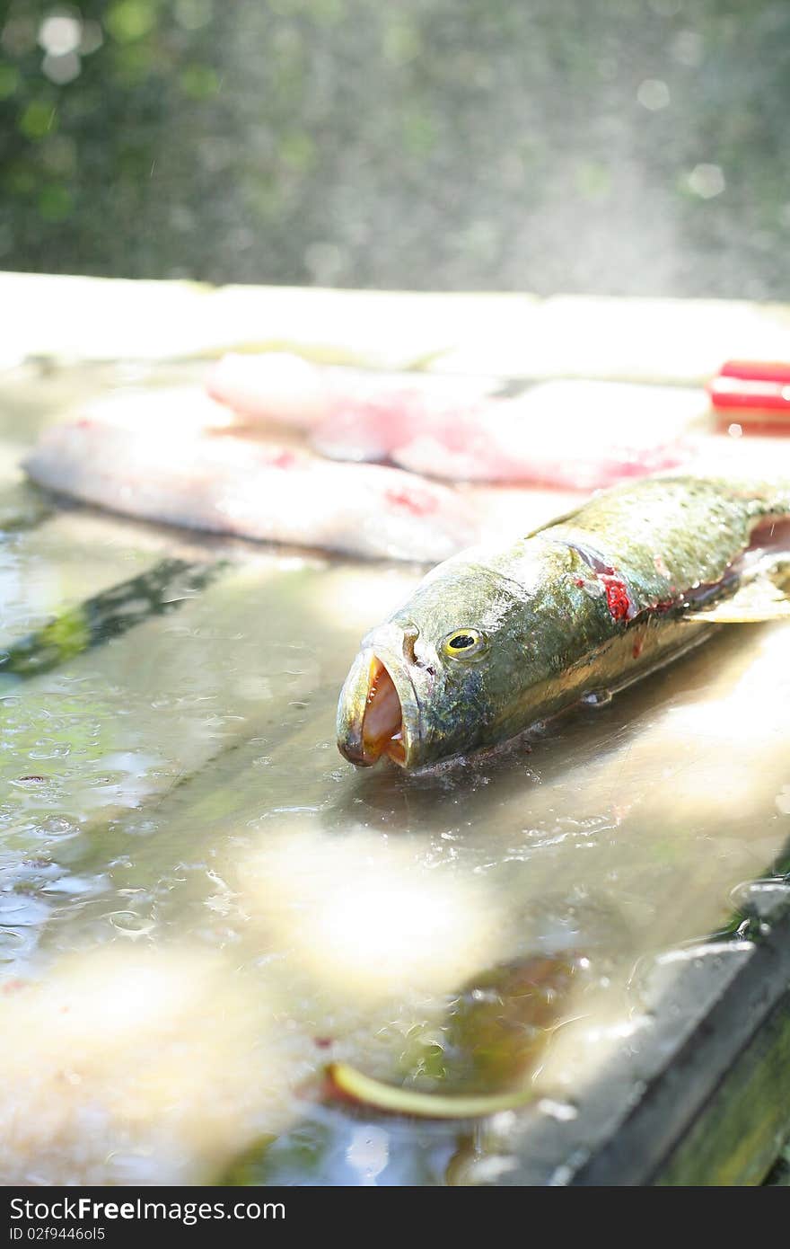 Shot of fish fillets being cleaned