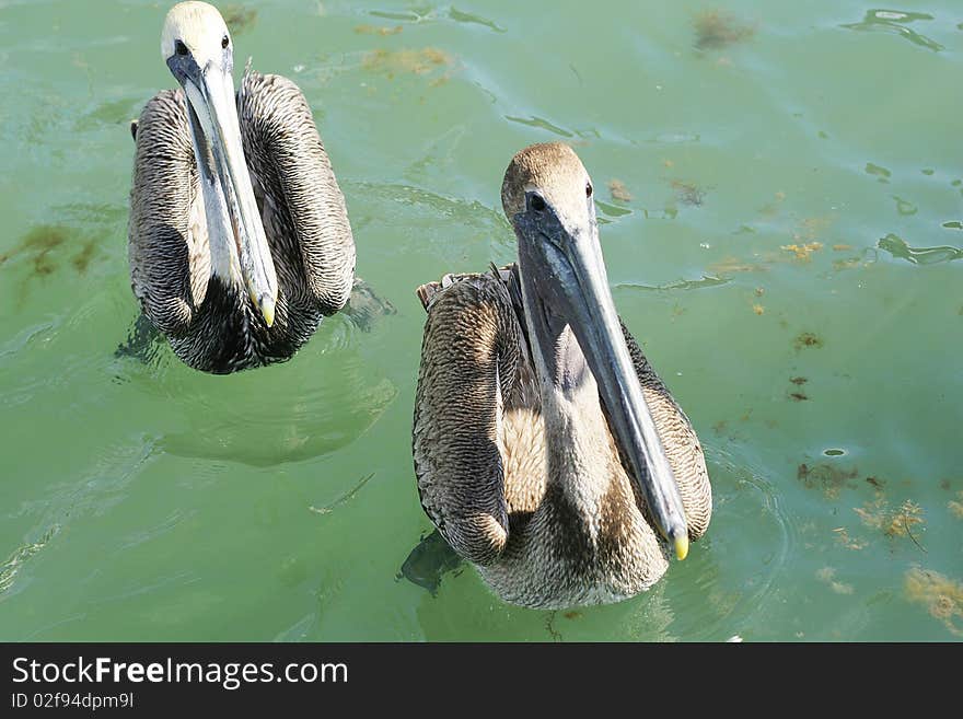 Shot of twin pelicans in the water