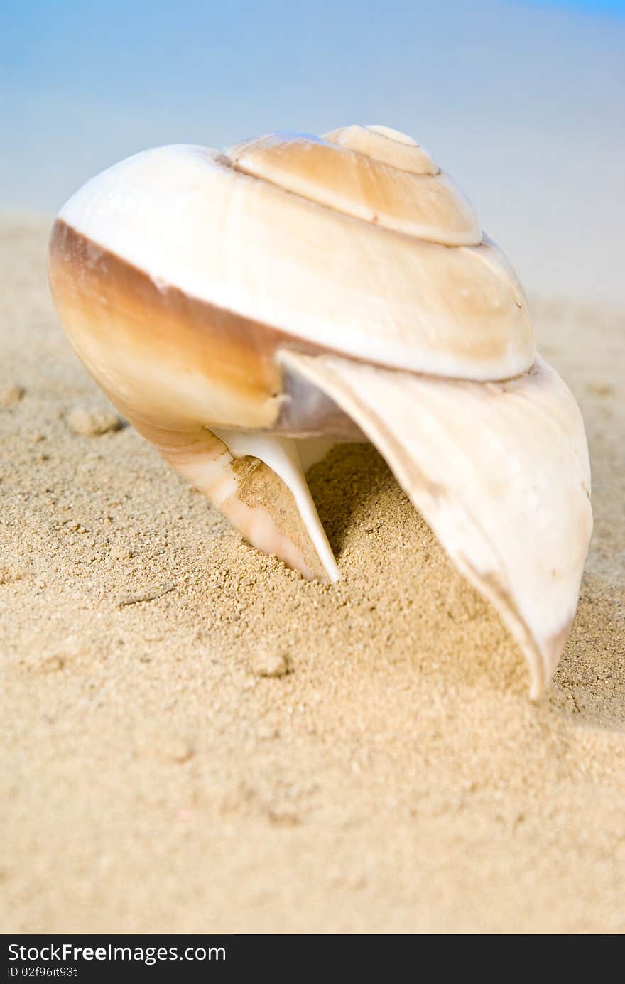 One big seashell on sand