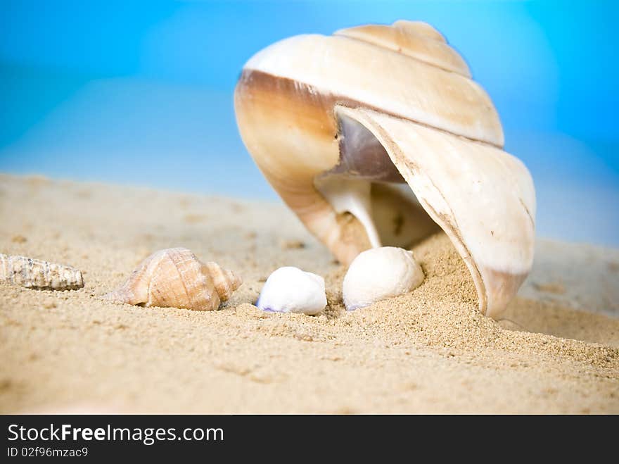 Little seashells going to the big seashell