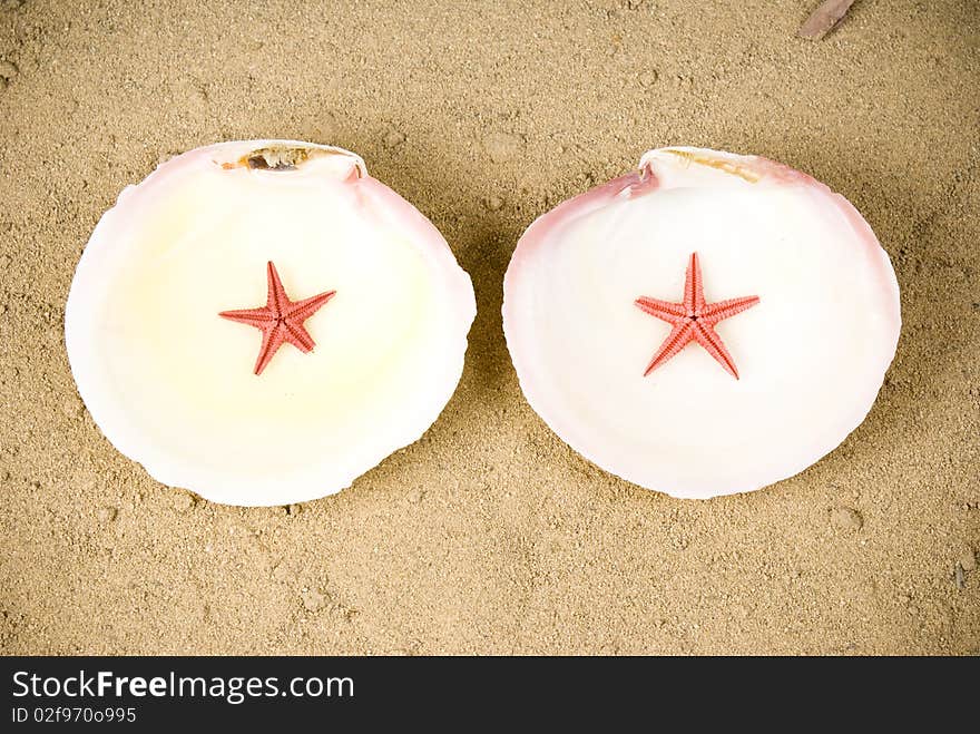 Two seashells and two starfish