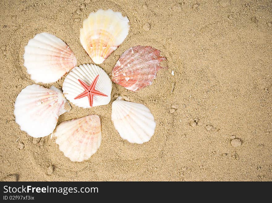 Starfish and seashells on sand