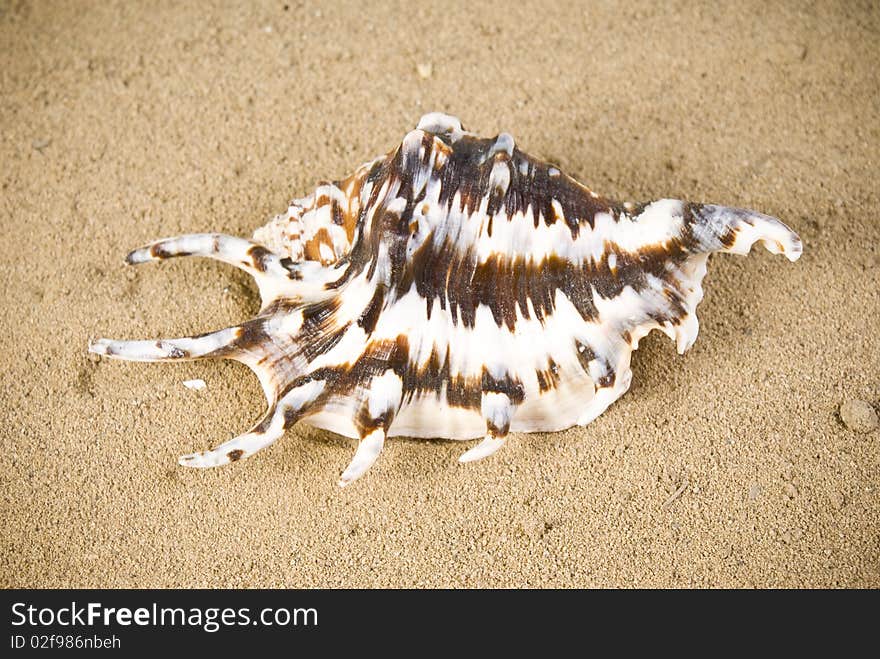 One big seashell on sand