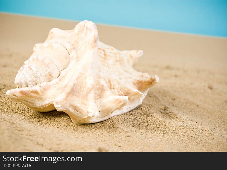 One big seashell on sand