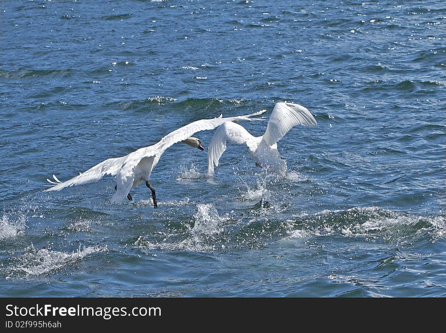 Swans Landing