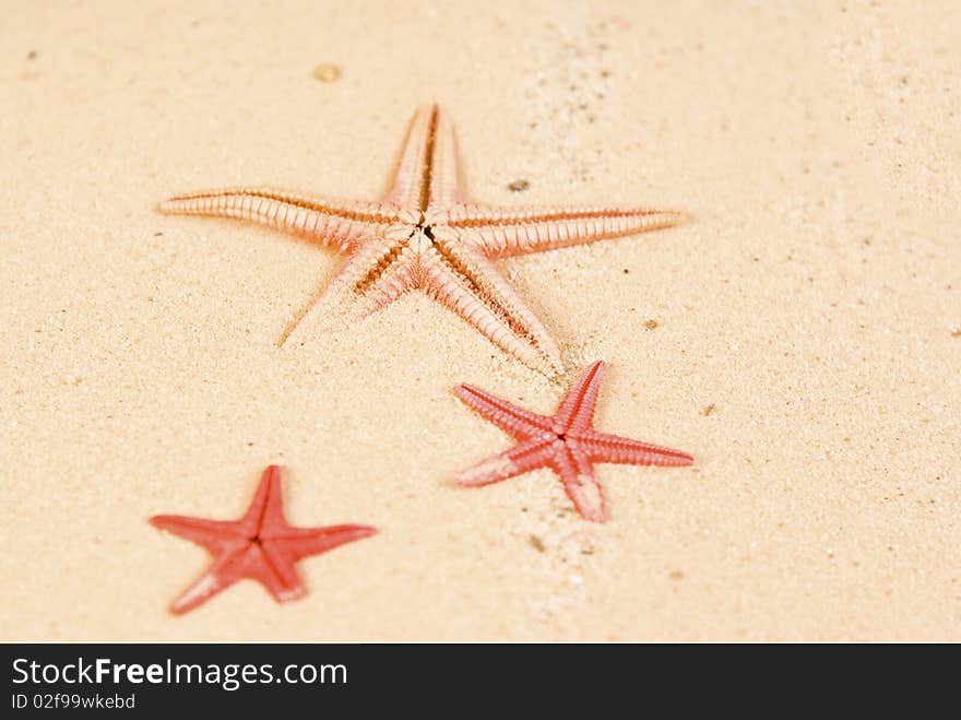 Three starfish on brown sand