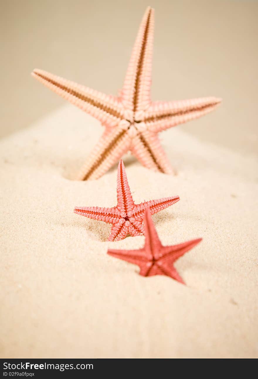 Three starfish on brown sand