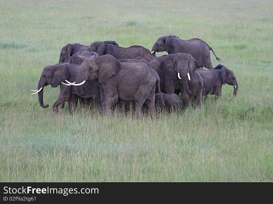 Elephants photographed from the air