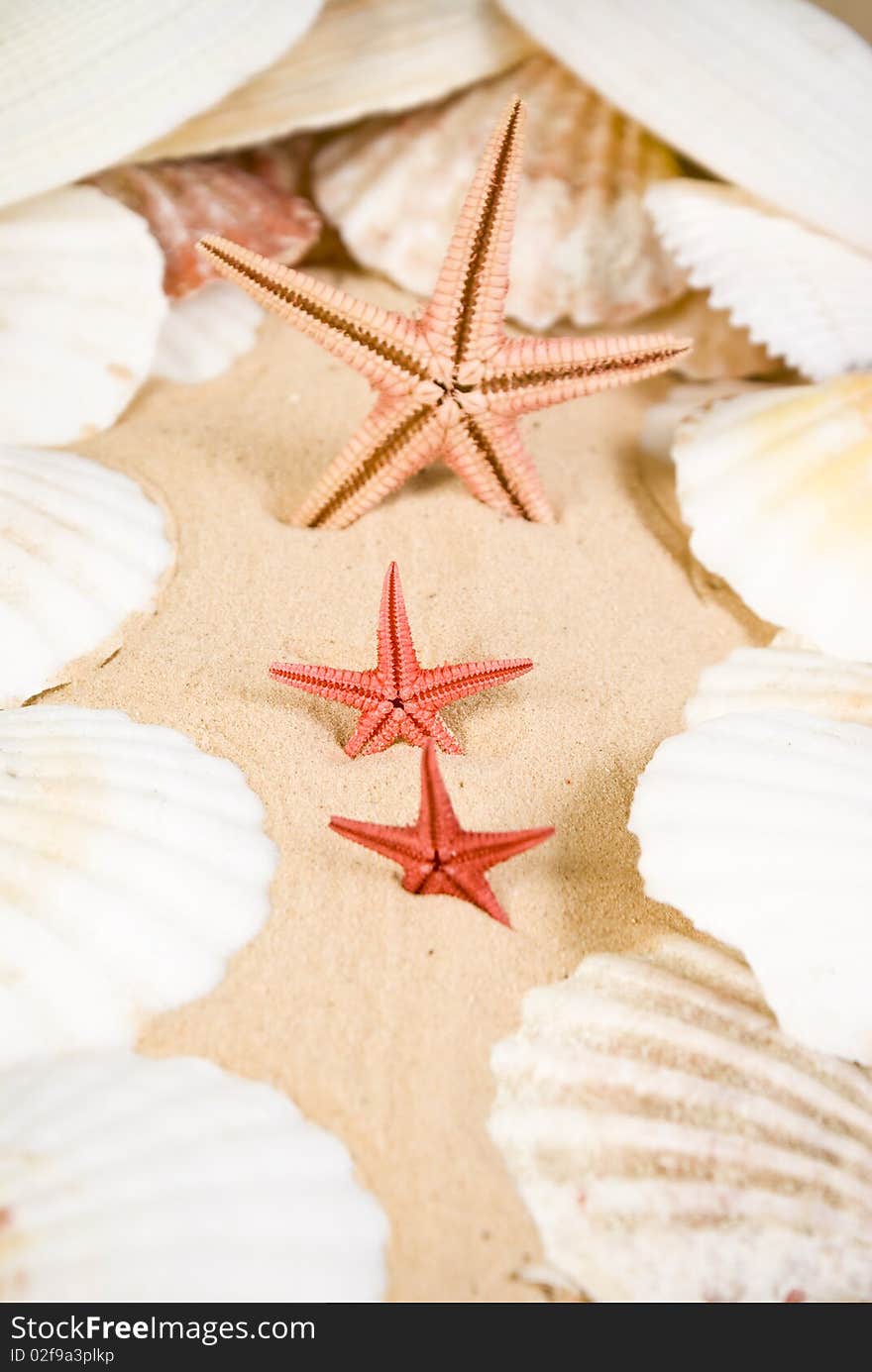 Starfish and seashells on sand