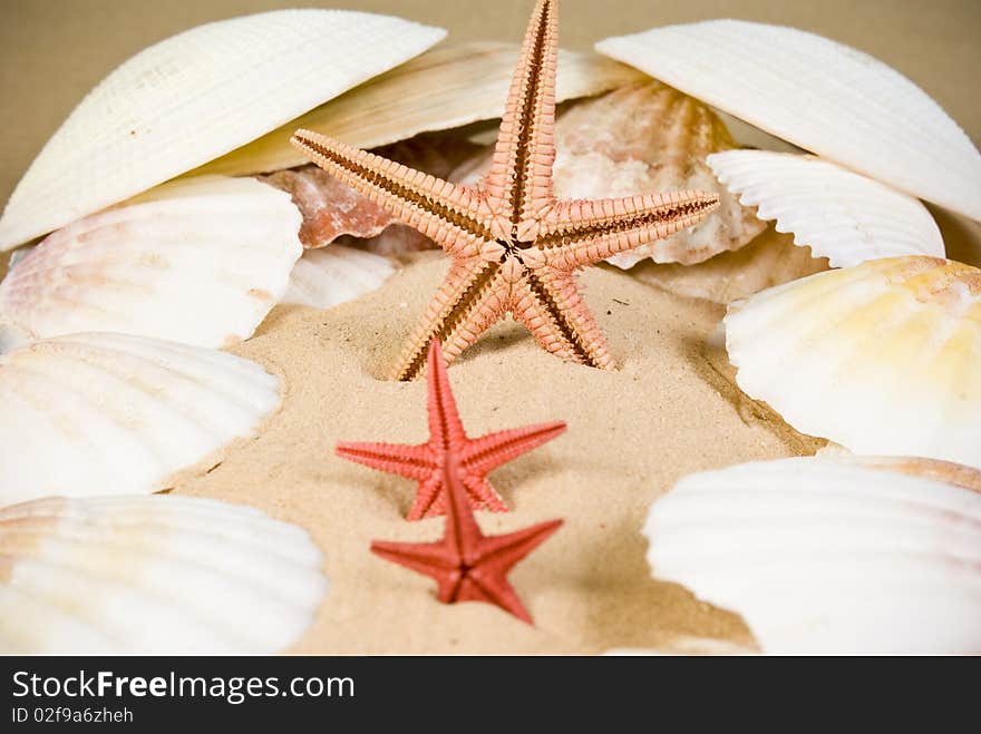 Starfish and seashells on sand