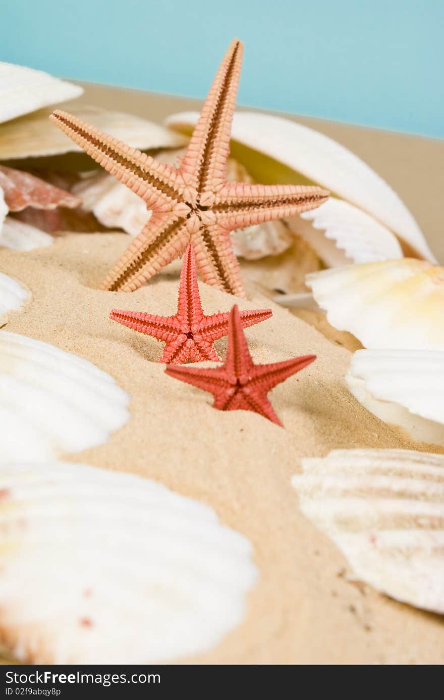 Starfish and seashells on sand