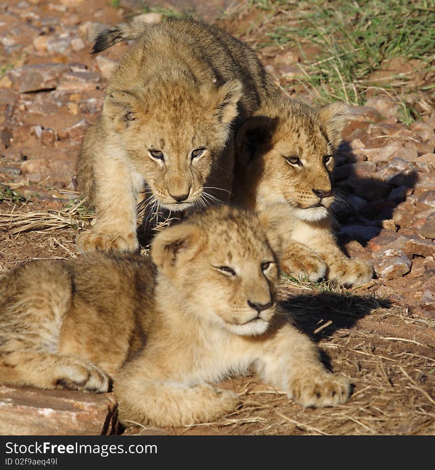 Lion cubs sunning in early morning light