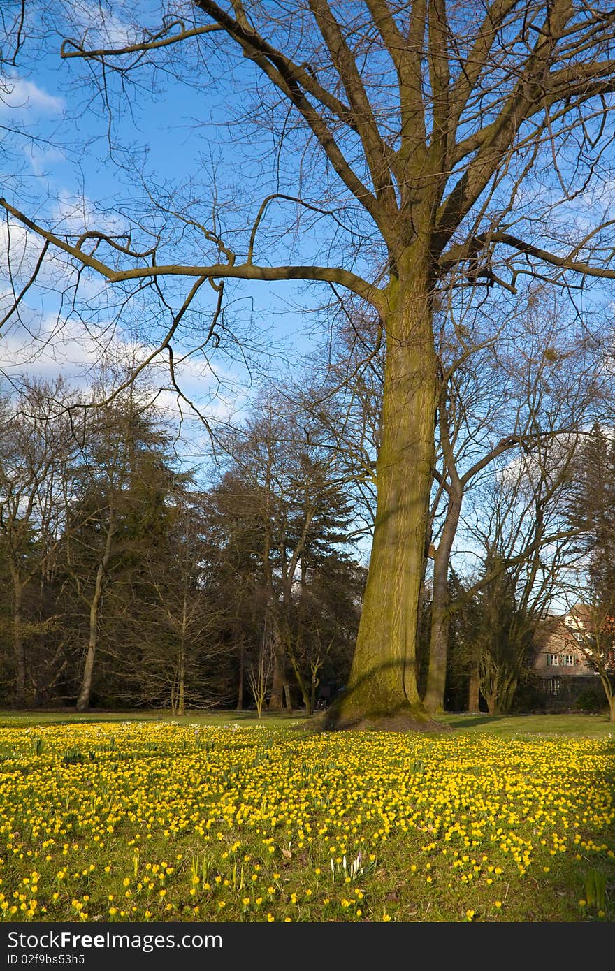 Field of yellow flowers