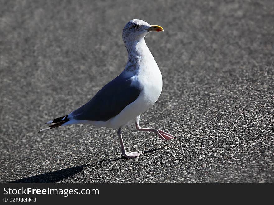 A sea gull is walking over the sunny asphalt. A sea gull is walking over the sunny asphalt