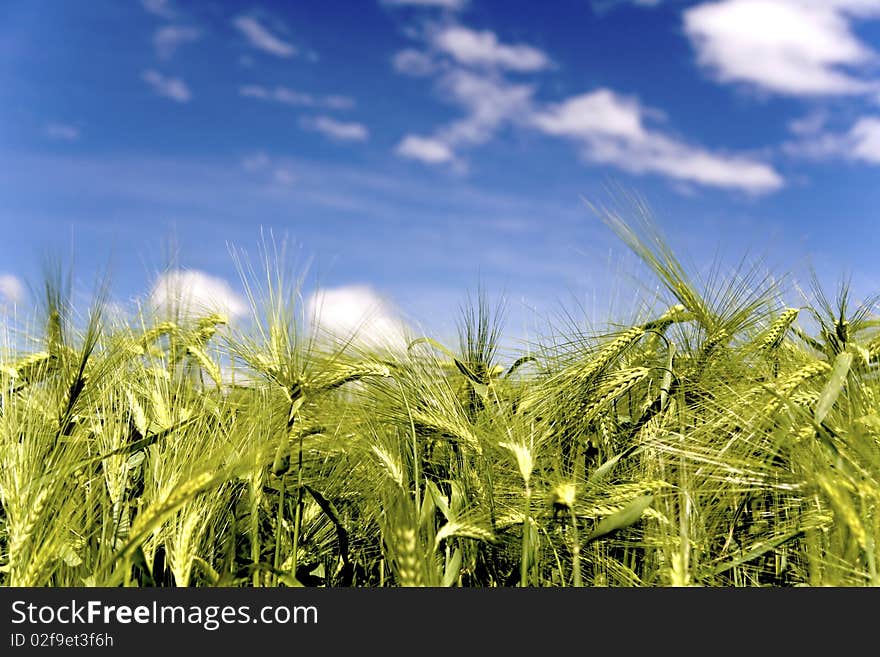 Young green barley