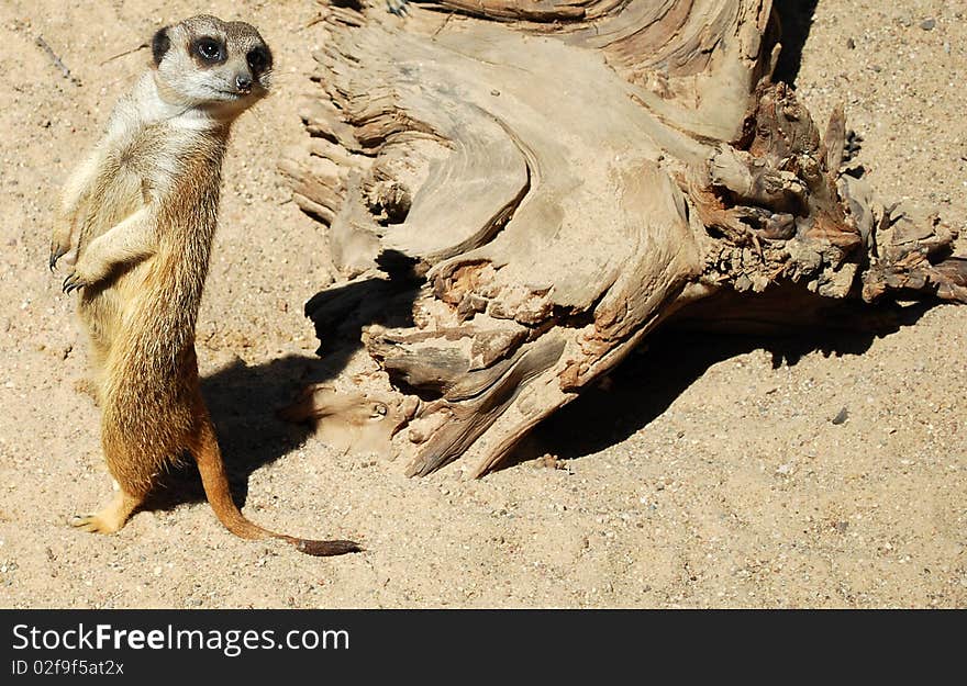 A meerkat (Suricata suricatta) at Riga Zoo, Latvia.