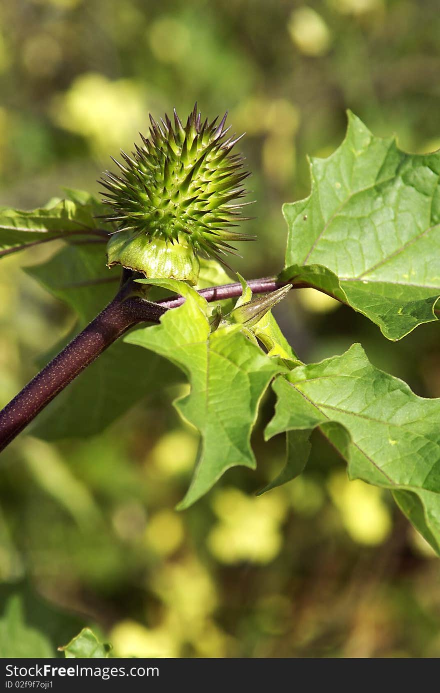 Green Spiked Pod