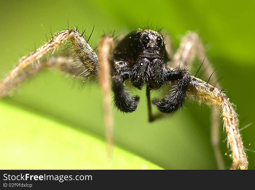 Wolf spider (Lycosidae) in the leafs, macro, shallow DOF