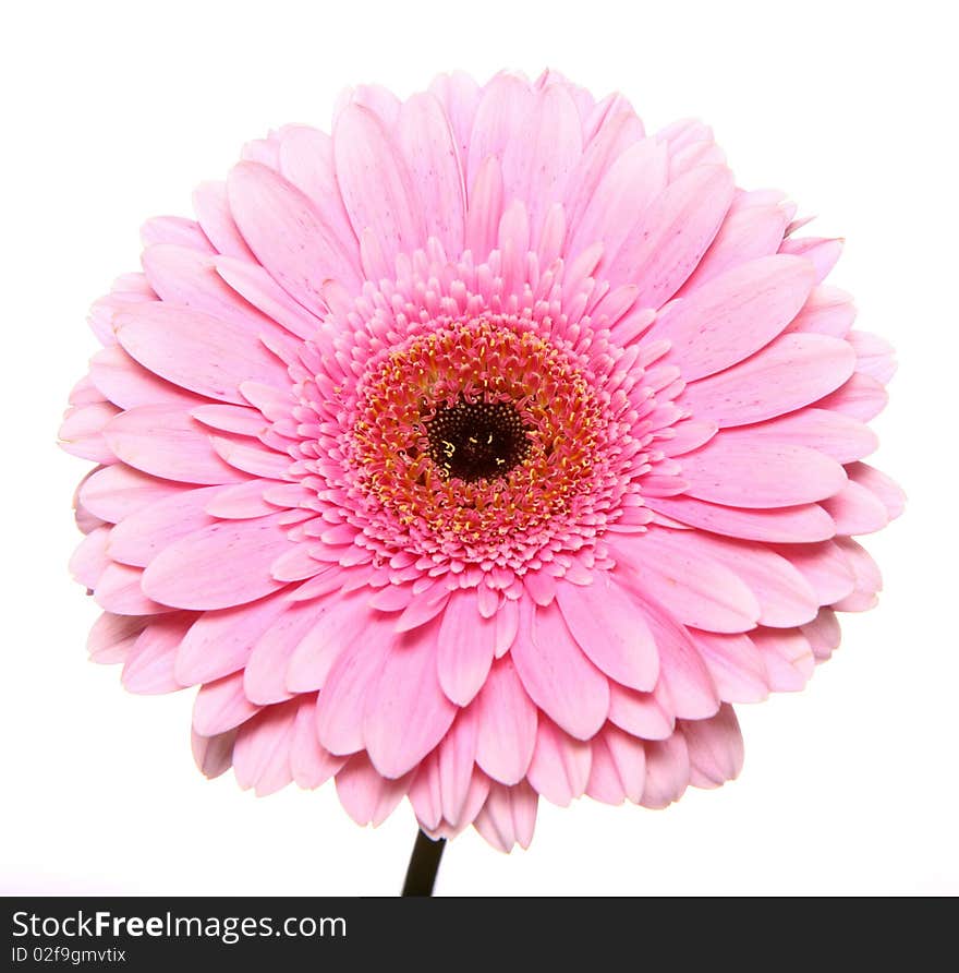 Pink gerbera on white background