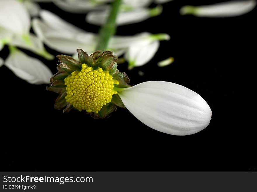 Camomile isolated on black background