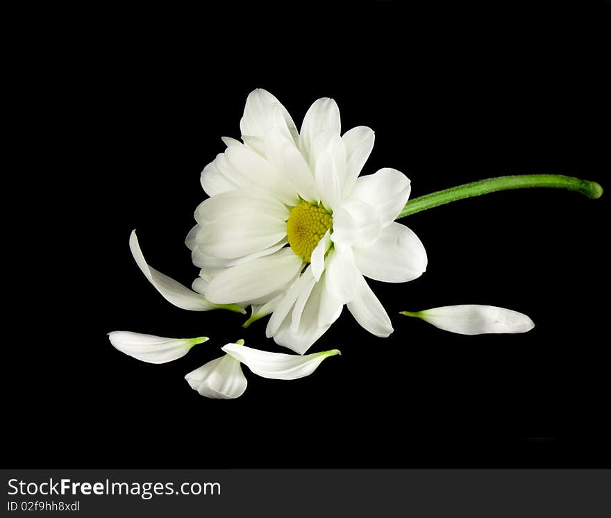 Camomile isolated on black background