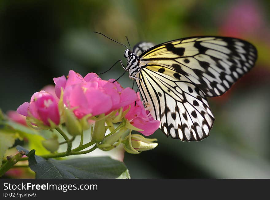 Butterfly On Flower