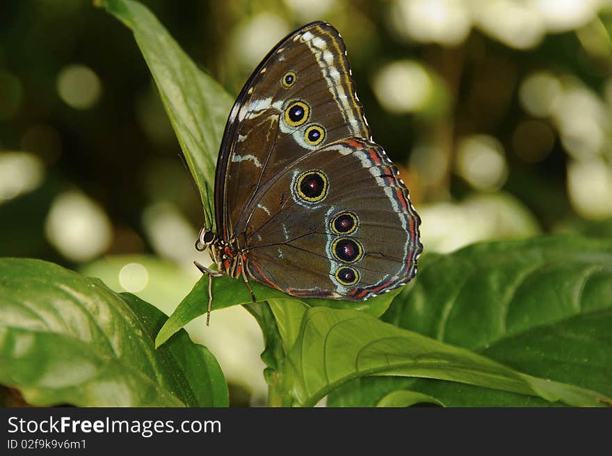 Butterfly On Flower