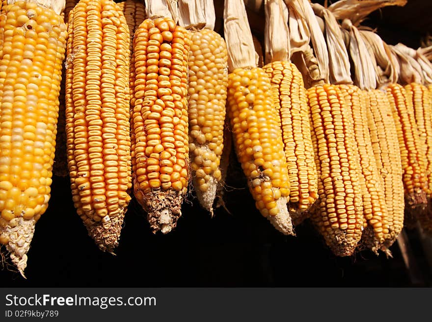 Corn drying outisde on black background