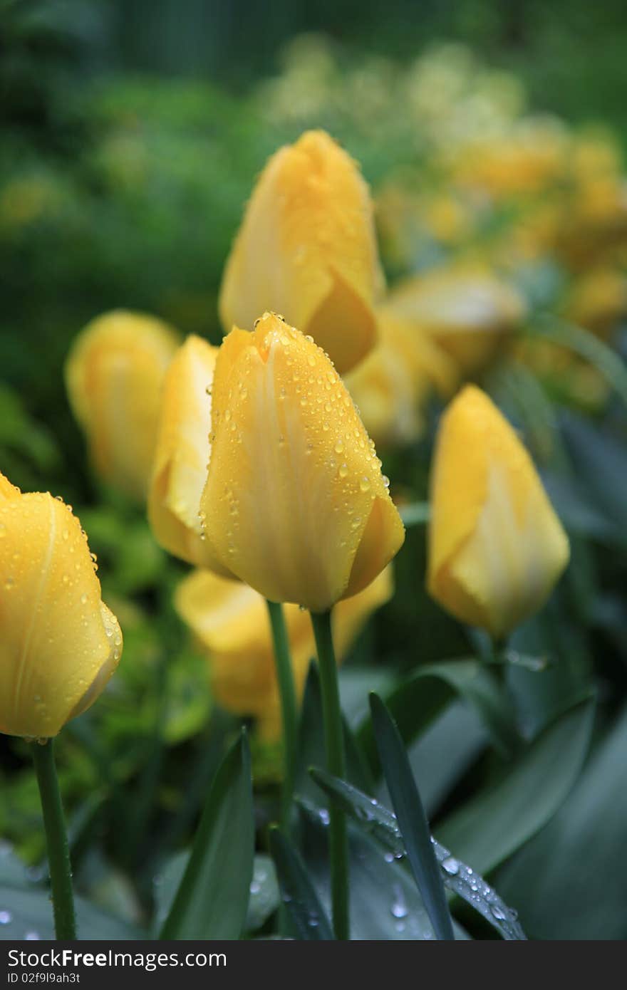 Yellow tulip with drops of rain