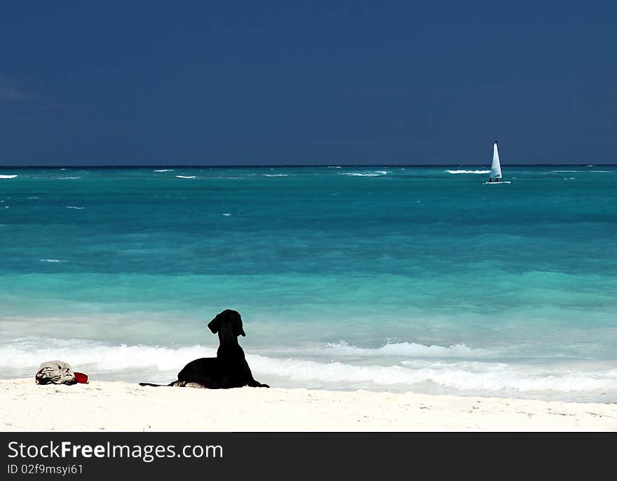 black loving labrador on white sandy beach waiting his owner. black loving labrador on white sandy beach waiting his owner