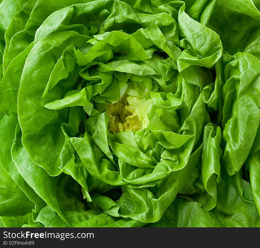 Closeup of fresh butter lettuce Background full Frame. Closeup of fresh butter lettuce Background full Frame